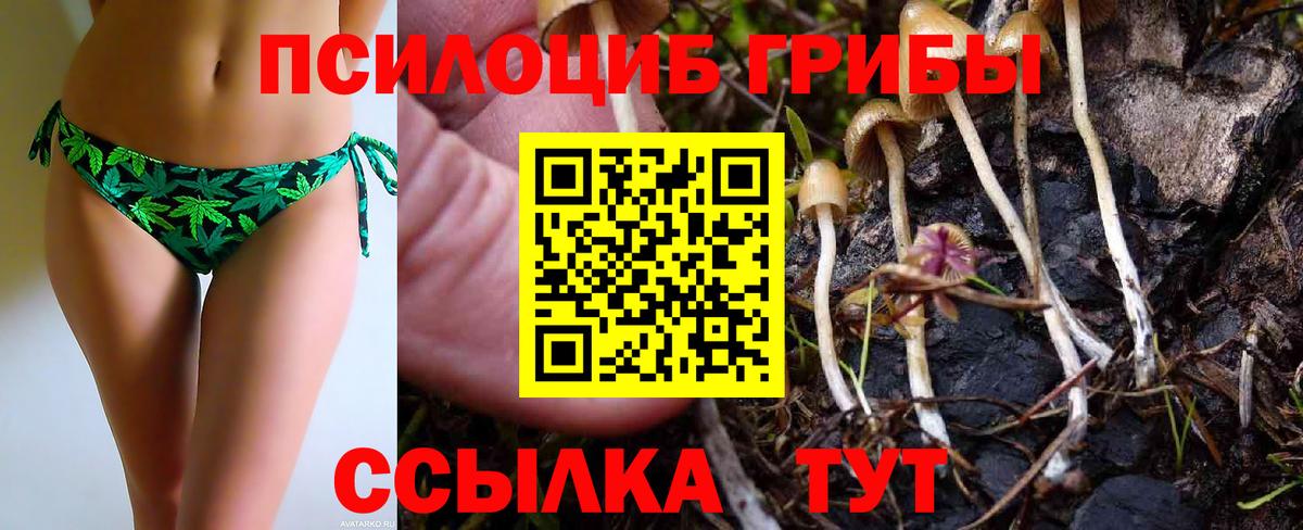 Псилоцибиновые грибы Cubensis Тверь